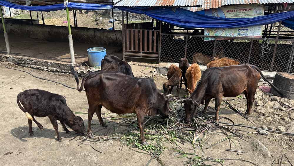 Cow Shelters (Gaushala) in Pokhara